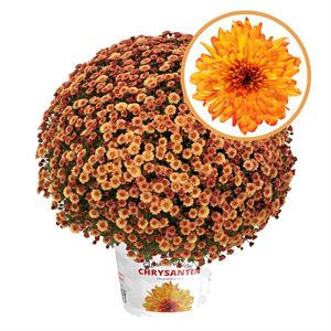 Bild von Bolchrysant P19 "Geen Kleur"!!! Orange